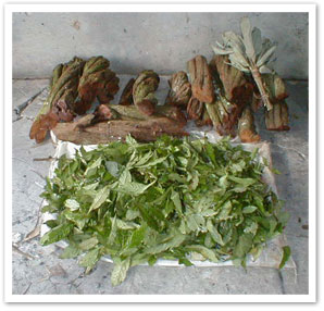 The ingredients for the ayahuasca drink