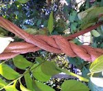 ayahuascavine1 ayahuascavine1