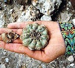 peyote3 peyote3